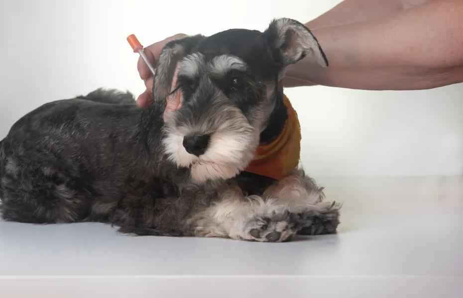woman giving medicine to dog using syringe