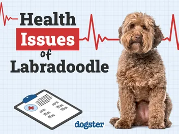 Labradoodle Health Issues: 8 Vet-Explained Problems