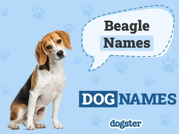 200+ Beagle Names: Cute and Popular Ideas For Your Dog in 2026
