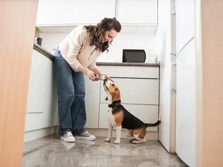 Dog Feeding & Potty Schedule: Vet-Approved Care Guide