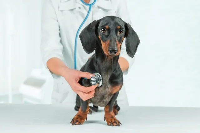 Bronchitis in Dogs: Signs, Causes, Care & FAQ (Vet Answer)