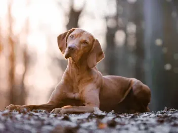 How to Potty Train a Vizsla: 8 Vet-Approved Tips & Tricks
