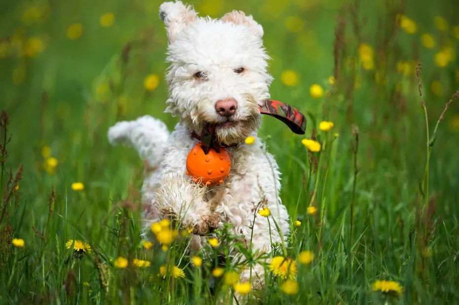Lagotto Romagnolo playing in the green grass
