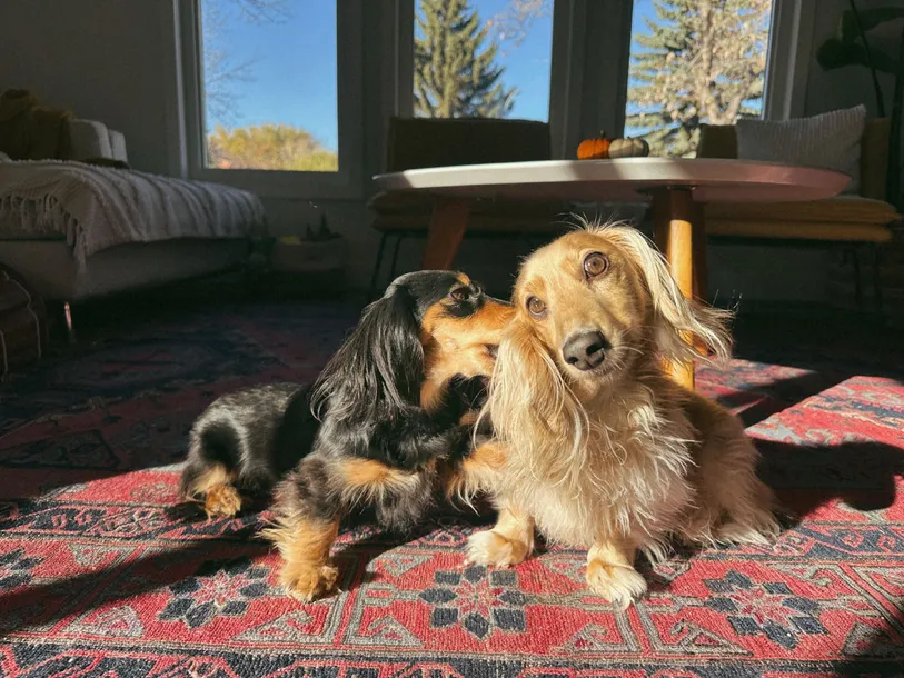 Draper &amp; Rue in the sunshine
