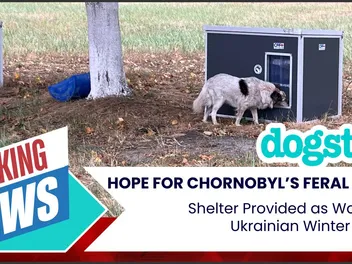 Hope for Chornobyl’s Feral Dogs: Shelter Provided as War-Torn Ukrainian Winter Looms