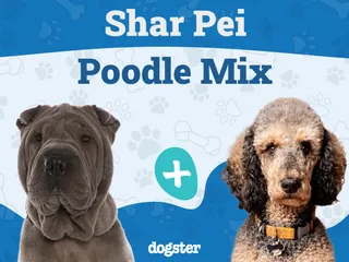 Shar-Poo (Shar-Pei & Poodle Mix): Info, Pictures, Care & More