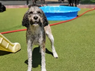 Portuguese Water Dog Poodle Mix: Info, Pictures, Care Guide & More