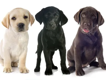 Labrador Retriever Puppies for Sale in Washington: Breeders List 2026