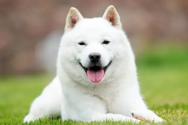 15 Unique Dogs With Pointy Ears (With Pictures)