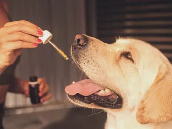 7 Best CBD Oils for Dogs With Arthritis in 2026 - Reviews & Top Picks