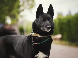 Russian-European Laika Dog Breed: Info, Pictures, Care, Traits & More