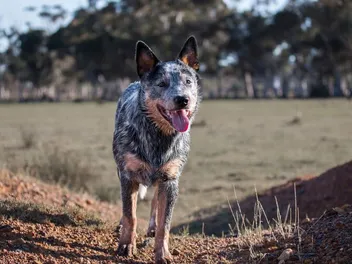 8 Surprising Facts About the Blue Heeler (Vet-Reviewed)