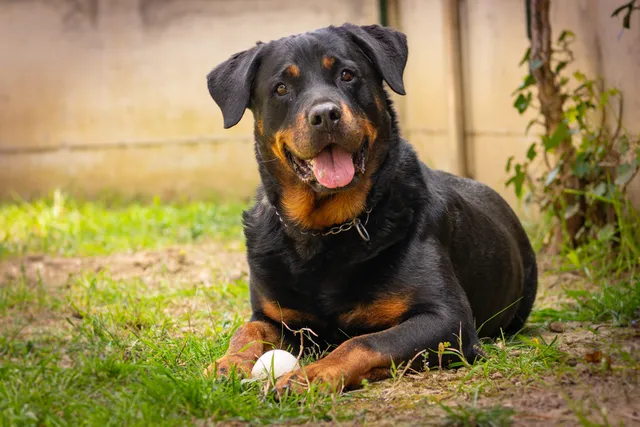 Why Do Rottweilers Have a Bad Reputation? Vet-Reviewed History & Behavior