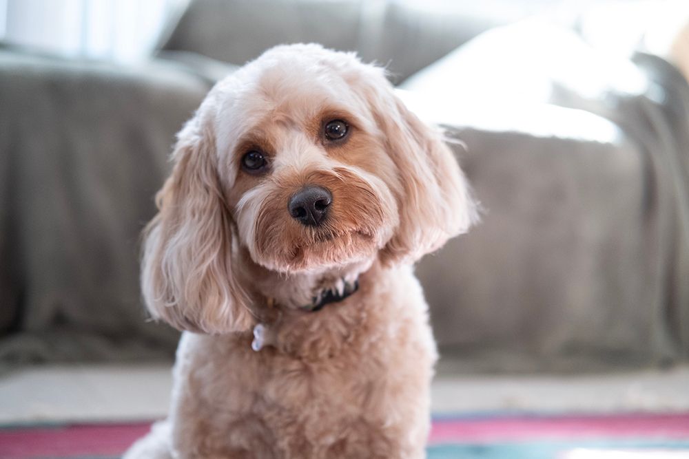 Cavapoo dog indoor