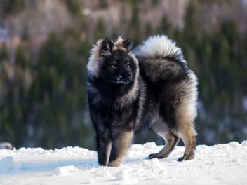 Eurasier Dog Breed: Info, Pictures, Origin & More