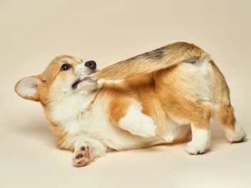 Why Do Dogs Bite Their Tails? 12 Vet-Reviewed Reasons