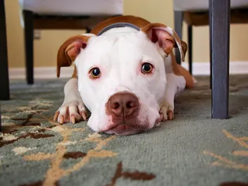 How to Help an Abused Dog Recover: 9 Vet-Approved Humane Ways