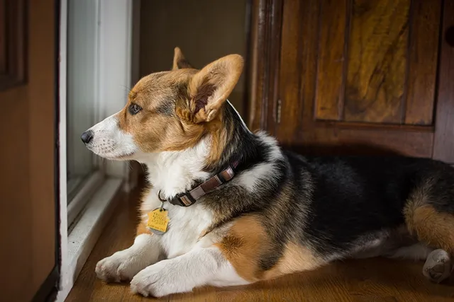 Is a Corgi a Good Apartment Dog? Breed Facts & FAQ