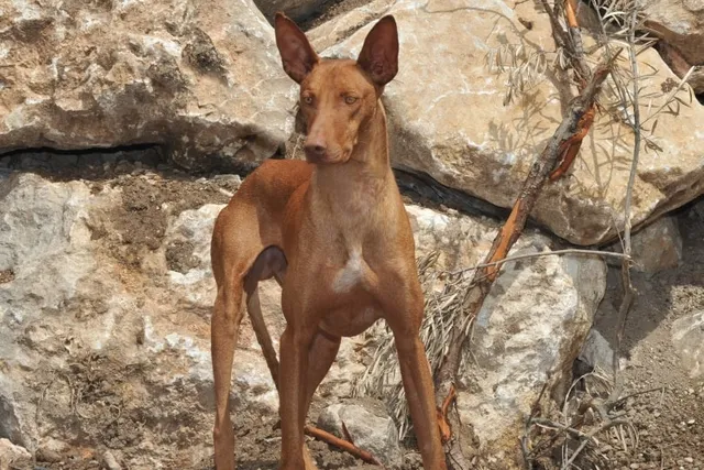 Podenco Canario Dog Breed: Info, Pictures, Traits & Care