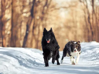 7 Dog Breed Groups You Should Know for the National Dog Show
