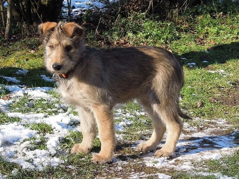 Berger Picard puppy