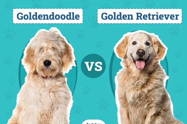 Goldendoodle vs Golden Retriever: The Differences (With Pictures)