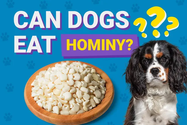 Can Dogs Eat Hominy? Vet-Verified Facts & FAQ