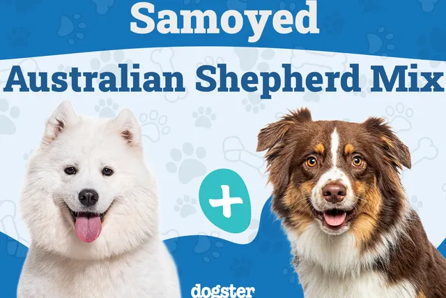 Samoyed Australian Shepherd Mix: Info, Pictures, Care & More