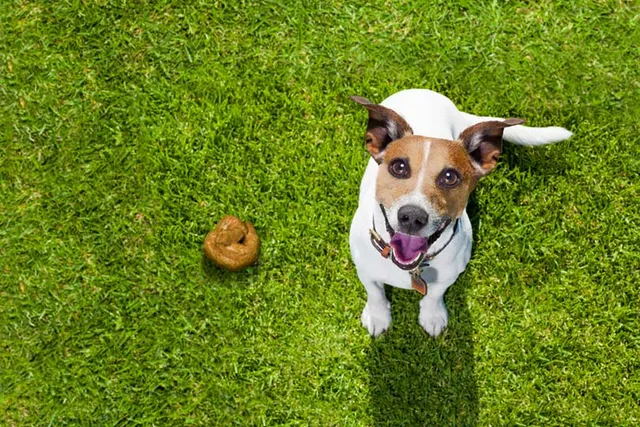 What Dissolves Dog Poop in the Yard? 4 Great Options