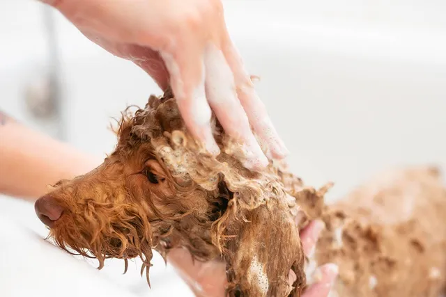 Do Dogs Need Conditioner? Facts & FAQ