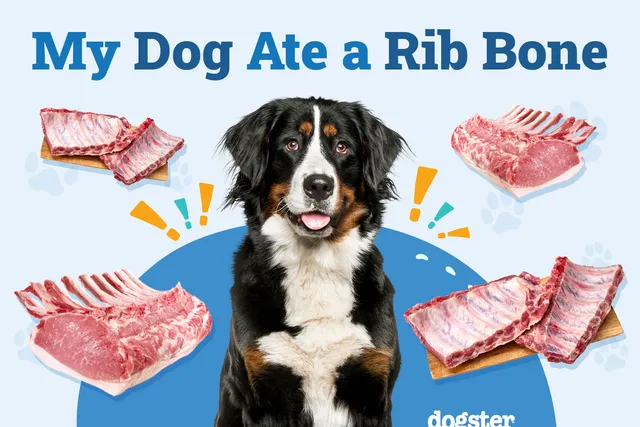 My Dog Ate a Rib Bone, What Should I Do? Our Vet Explains