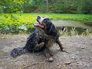 7 Best Shampoos for Bernese Mountain Dogs in 2026 — Reviews & Top Picks