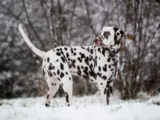 10 Vet-Verified Dalmatian Pros & Cons You Should Know Before You Get One
