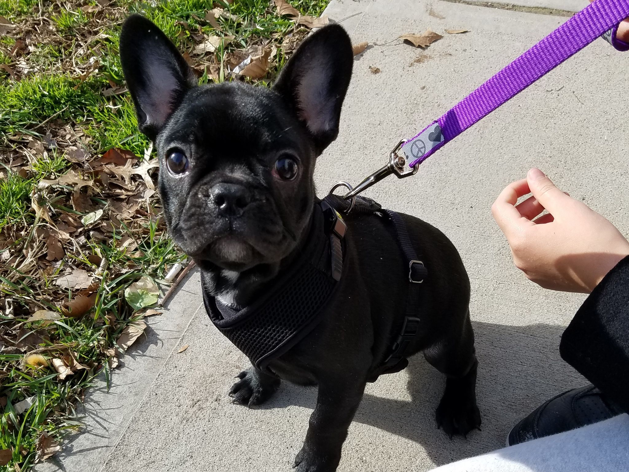 The Little Frenchie Who Changed Our Family Forever
