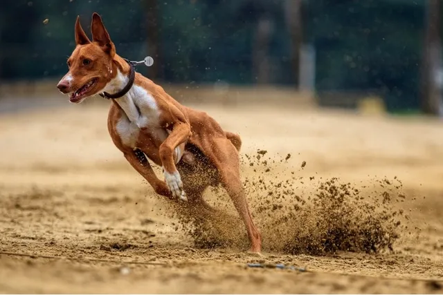 Is a Retired Racing Greyhound a Good Pet? Benefits, Drawbacks & Tips