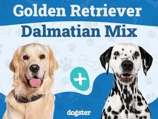 Goldmatian (Dalmatian & Golden Retriever Mix): Info, Pictures, Care & More