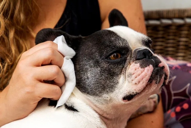 How to Clean French Bulldog Ears: Vet-Approved Step-by-Step Guide