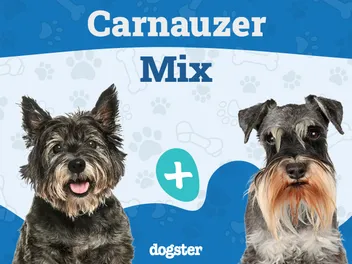 Carnauzer Dog Breed: Info, Pictures, Care & More