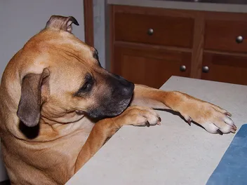 How to Stop a Dog From Stealing Food: 6 Vet-Approved Tips