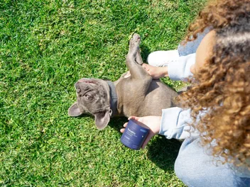 Hip & Joint Support for Dogs: What PetLabCo.’s New Joint Care Chew Advanced Offers