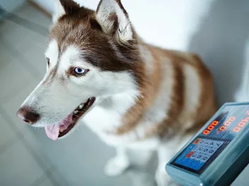 10 Best Pet Scales for Dogs in 2026: Reviews & Top Picks