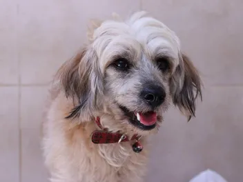 Weshi (West Highland White Terrier & Shih Tzu Mix): Info, Pictures, Care & More