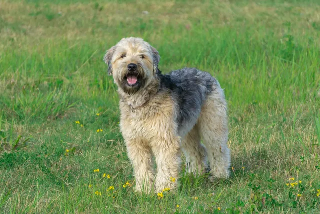 Do Wheaten Terriers Shed? Breed Info & Care Tips