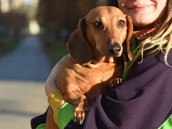 Do Dachshunds Like to Cuddle? Tips & What to Watch For