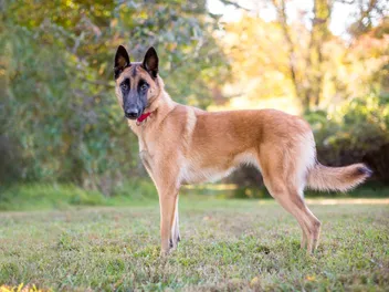 Belgian Malinois Dog Breed: Info, Pictures, Traits & More