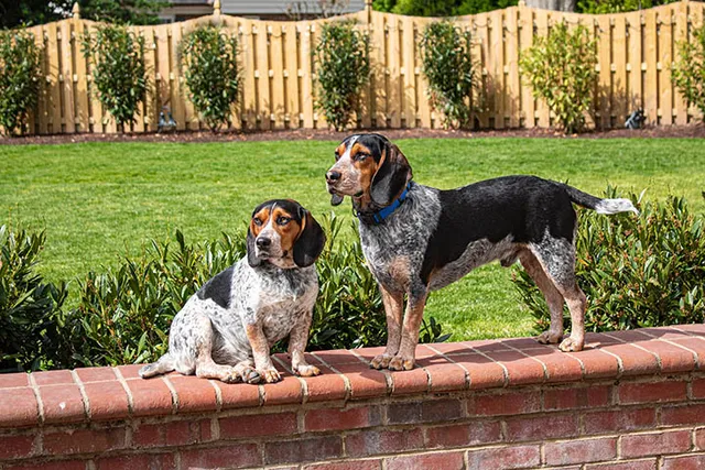 Blue Tick Beagle Dog Breed: Info, Pictures, Care & More