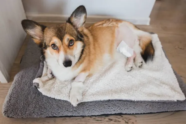 Can a Dog Recover From a Torn ACL? Our Vet Answers