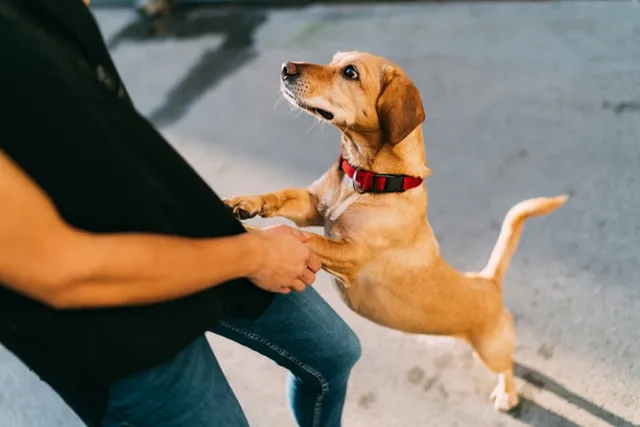 My Dog Stares at Me: Vet-Reviewed Reasons, Meaning & Facts