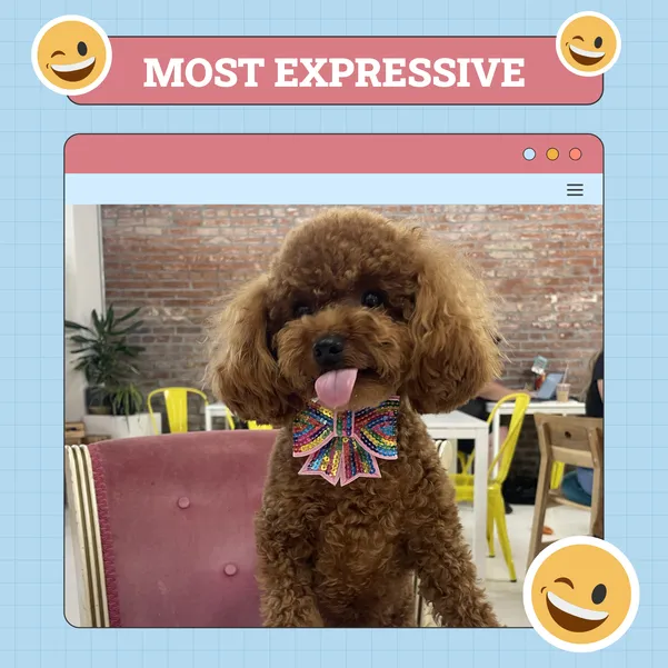 Most Expressive Dog