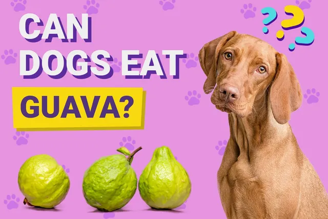 Can Dogs Eat Guava? Vet-Verified Nutrition Facts & FAQ